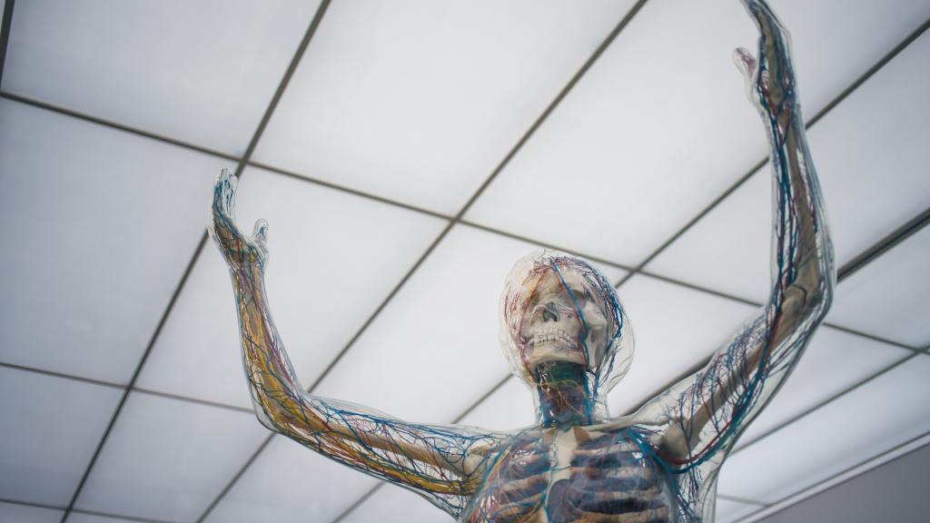 Body Image in the design of a seethrough robot holding up its arms