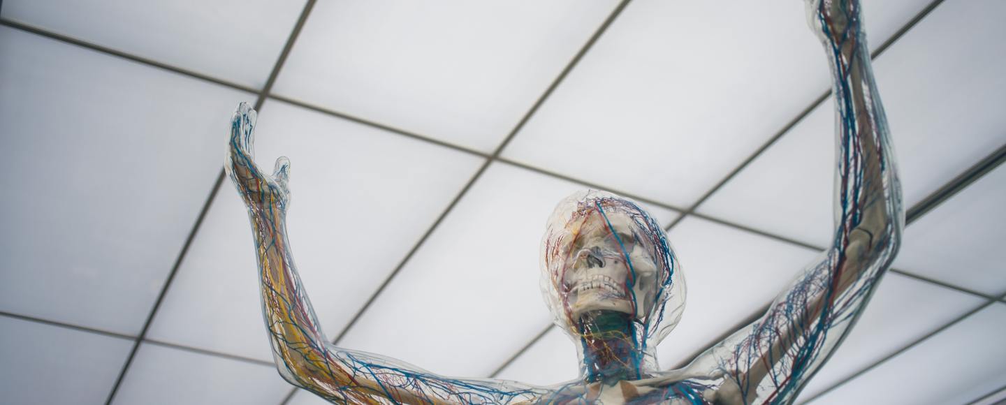 Body Image in the design of a seethrough robot holding up its arms