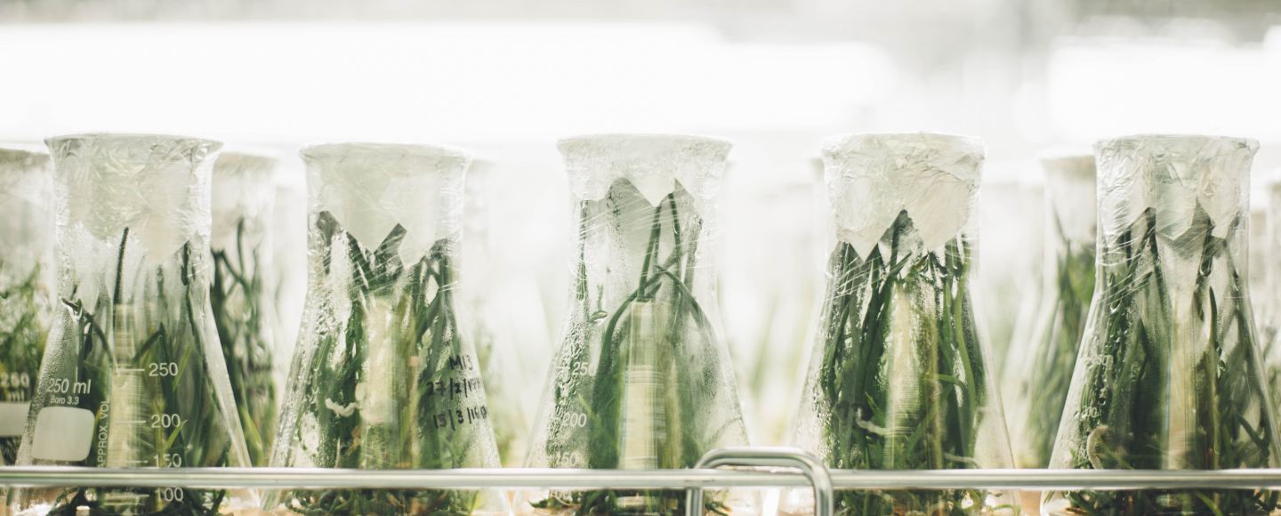 Fake Meat, Lab Grown Nutrition, Fitness and Health, Meat Alternatives, Vegan